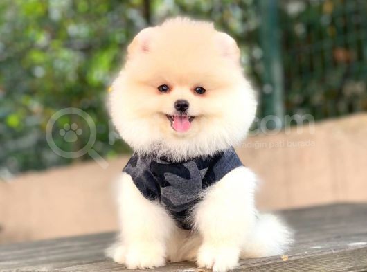 Pomeranian Boo Yavrular görsel