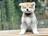 Japon akita İnu  yavruları