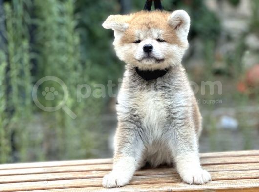 Japon Akita İnu  Yavruları