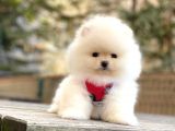 Elit Pomeranian Boo Yavrular