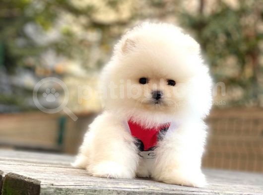 Elit Pomeranian Boo Yavrular görsel