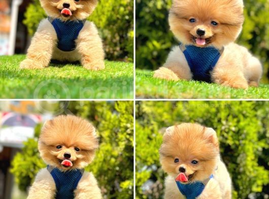 Pomerani̇an Boo Bebekleri̇mi̇z görsel