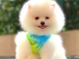 KUSURSUZ KARBEYAZ DİŞİ POMERANİAN BOO