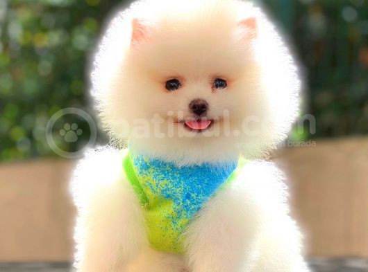 Kusursuz Karbeyaz Di̇şi̇ Pomerani̇an Boo