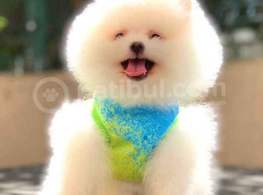 Kusursuz Karbeyaz Di̇şi̇ Pomerani̇an Boo görsel