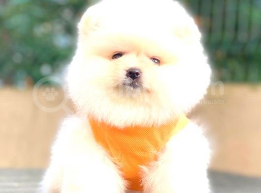 Ayicik Pomerani̇an Boo görsel