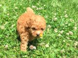 Safkan Toy Poodle Yavrular