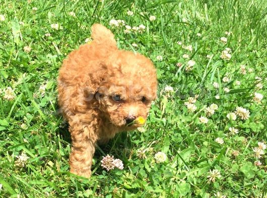 Safkan Toy Poodle Yavrular görsel
