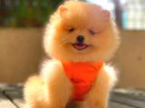 KREM TEDDY FACE DİŞİ POMERANİAN