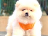 Ayicik Pomerani̇an Boo