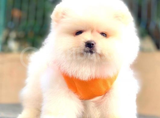 Ayicik Pomerani̇an Boo görsel
