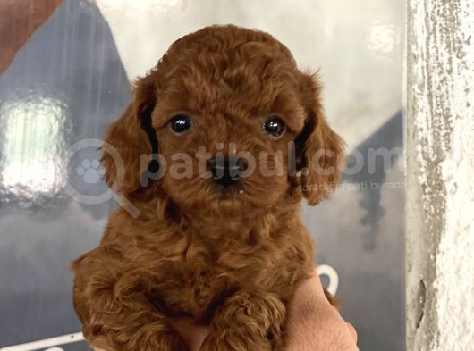 Toypoddle Kore Red Brown Bebekler