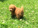 Safkan Toy Poodle Yavrular