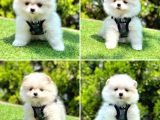 Pomerani̇an Boo Bebekleri̇mi̇z