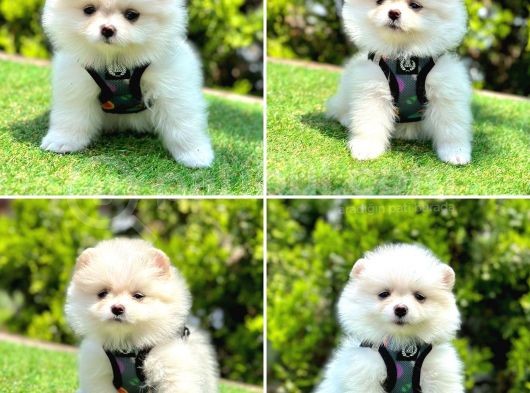 Pomerani̇an Boo Bebekleri̇mi̇z görsel