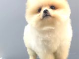 Ayi Surat Pomerani̇an Boo