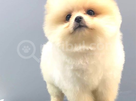 Ayi Surat Pomerani̇an Boo görsel