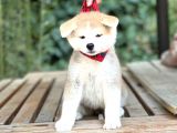 Japon Akita İnu  Yavruları