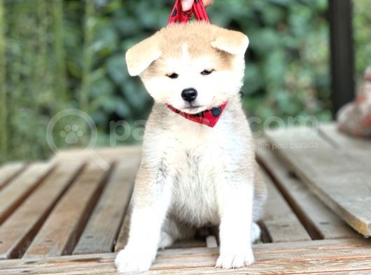 Japon Akita İnu  Yavruları görsel