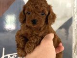 Toypoddle Kore Red Brown Bebekler