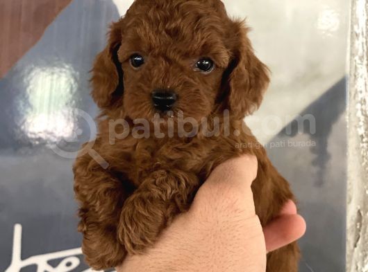 Toypoddle Kore Red Brown Bebekler görsel