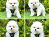 Pomerani̇an Boo Bebekleri̇mi̇z