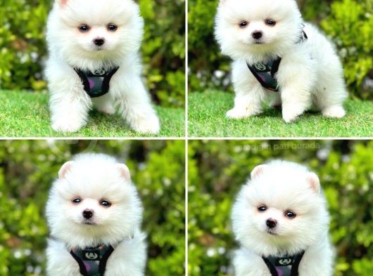 Pomerani̇an Boo Bebekleri̇mi̇z görsel