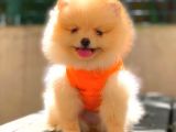 Krem Teddy Face Di̇şi̇ Pomerani̇an