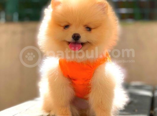 Krem Teddy Face Di̇şi̇ Pomerani̇an görsel