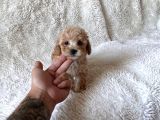Mini maltipoo yavru