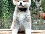 Japon Akita İnu  Yavruları