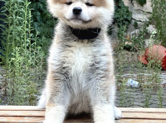 Japon Akita İnu  Yavruları görsel