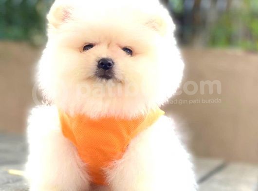 Ayicik Pomerani̇an Boo görsel