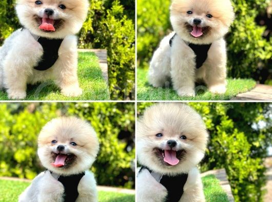 Pomerani̇an Boo Bebekleri̇mi̇z görsel