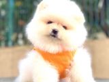 AYICIK POMERANİAN BOO