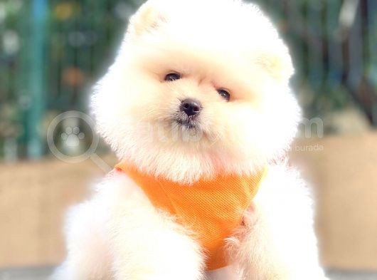 Ayicik Pomerani̇an Boo