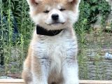 Japon Akita İnu  Yavruları