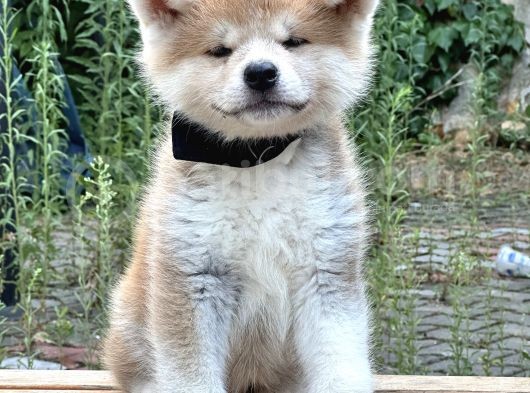 Japon Akita İnu  Yavruları görsel
