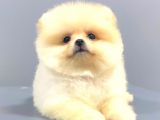 AYI SURAT POMERANİAN BOO