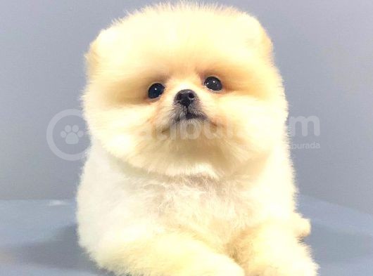 Ayi Surat Pomerani̇an Boo