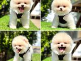 POMERANİAN BOO BEBEKLERİMİZ