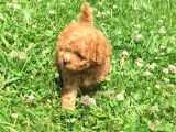 Safkan Toy Poodle Yavrular