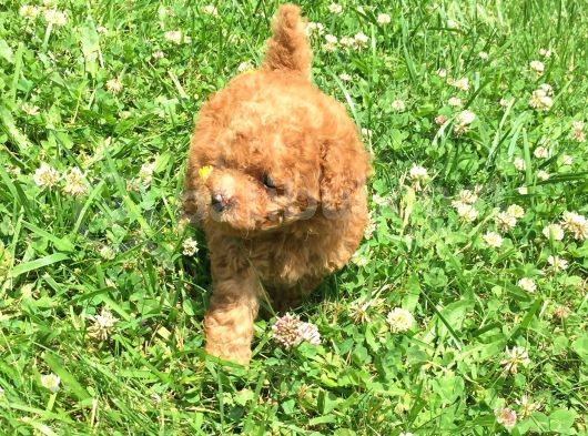 Safkan Toy Poodle Yavrular