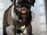 Pug Mops Yavrular
