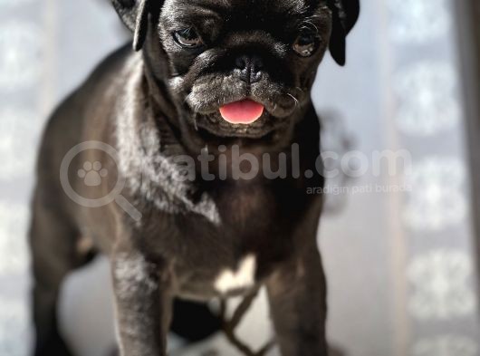 Pug Mops Yavrular görsel