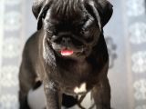 Pug mops yavrular