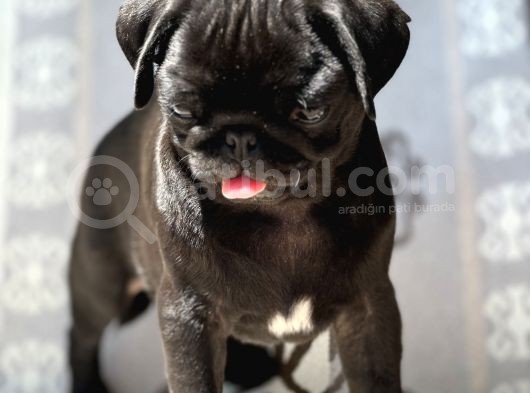 Pug Mops Yavrular