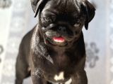 Pug Mops Yavrular
