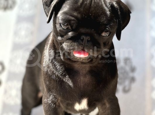 Pug Mops Yavrular görsel