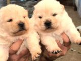 Denizliden Chow Chow Yavrularmz